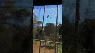 Súper batalla!
