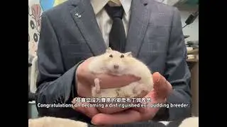 Congratulations on becoming the esteemed caretaker of Evil Pudding! #CutePets #CuteRatAtHome #Ham...