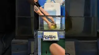 Questo pesce palla è velenoso😳