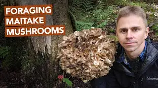 Foraging Maitake Mushrooms