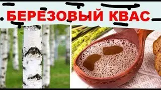 Как сделать березовый квас из березового сока