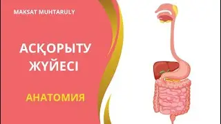 АСҚОРЫТУ ЖҮЙЕСІНІҢ АНАТОМИЯСЫ