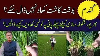 Missed Fertilizer at Sowing? Apply This at Irrigation | Cyber Agri Extension |