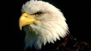 alas de aguila Luis campos