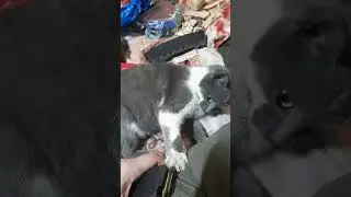 Кот Патрон)