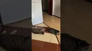 Vasya the cat tries to convince Misha the cat to play with him