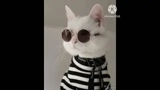 винишко тян || Алёна Швец || котики || #коты #аленашвец #винишко