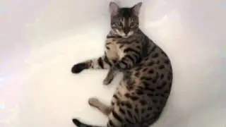 Кот в ванной