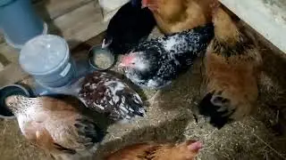 Курёхи занеслись :)))