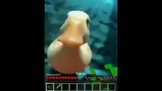 duck meme