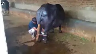 milking buffalo by hand | доильный буйвол вручную | Top Milking Videos