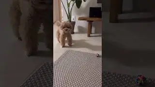 끈기있는 복떠니🐶