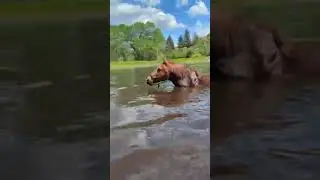 Horse joins its family for a swim in the lake! #shorts #horse
