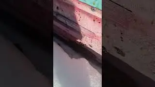 вывозим пчёл на тележке