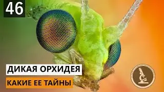 ПОЧЕМУ ЦВЕТЫ ПРИВЛЕКАЮТ НАСЕКОМЫХ? ДИКАЯ ОРХИДЕЯ И ЕЕ ГОСТИ. ХИЩНИКИ И ТРАВОЯДНЫЕ. ТЛЯ