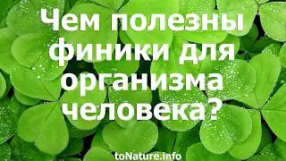 How are dates useful for the human body?