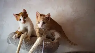 CATS😺🐶DOGS🐾 САМЫЕ СМЕШНЫЕ ЖИВОТНЫЕ 🐾#68