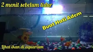 2 Menit Sebelum Tidur Lihat Ikan Aquarium