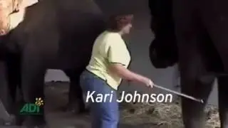 Elephant Training - Have Trunk Will Travel Undercover Abuse