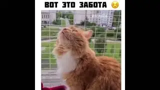 Балкон для кошек