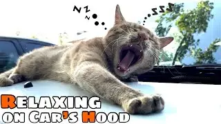 Cat has relaxed on the Car’s Hood and Allowed me to rub him