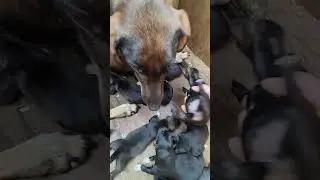 Pumpkin's Puppies!