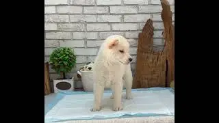 White Shiba Inu - Curt
