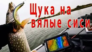 Щука на вялые сиси. Осенняя рыбалка на щуку. .......
