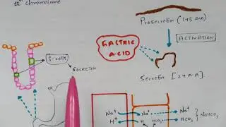 Secretin hormone | Mode of action | Mechanism | Bio science