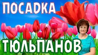 ПОСАДКА ТЮЛЬПАНОВ ПОЗДНО ОСЕНЬЮ