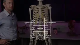 9 and 4 abdominal anatomical regions