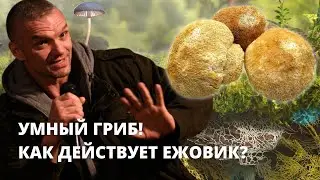 Владимир Епифанцев про Ежовик Гребенчатый — умный гриб