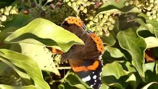 Admiral Schmetterling 🦋