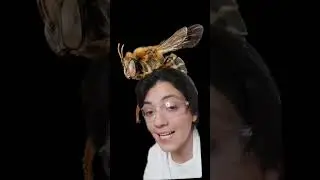Abejas sin aguijón o abejas meliponas #biologia #sabiasque #naturaleza #biologia #shorts