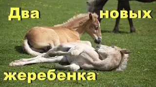 Рождение двух жеребят в один день!