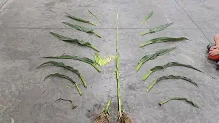 Corn Plant Explosion 