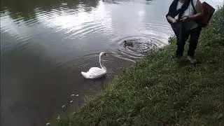 Царицыно 1
