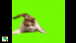 Chonky Huge Cat Walks Like Squidward Meme Green Screen