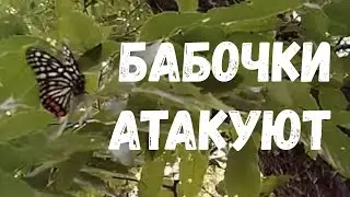 #24 Бабочки-китайцы