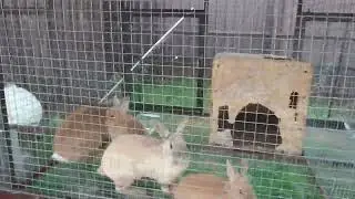 Кролики — это не только ценный мех...