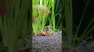 Борьба за еду с улитками