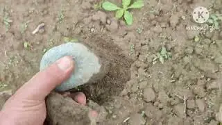 Обзор всходов люцерны Джея, Клаудия, Семиреченской и Краснодарской