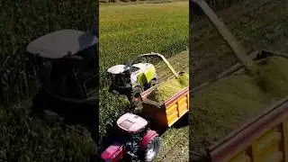 Chopping Corn #claas #caseih #corn #maize #harvest #farming #shorts #subscribe #tractor #drone #new