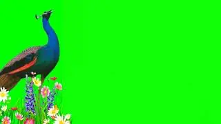 Peacock Green Screen in HD 4K