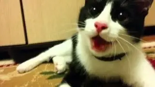 котэ собачка