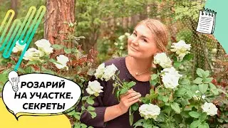 Розы | Розы в саду | Розарий в саду | С чем сажать розы? | Ландшафтный дизайн