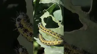 E as lagartas estão comendo tudo 🐛🥬 oh, bichinho que só come! #village  #rurallife #freestyle