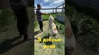 Пес по кличке Самсон. Ищем ручки.
