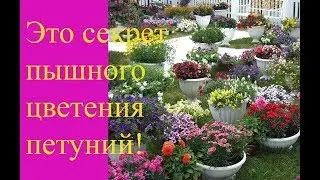 Подкормка для пышного цветения петунии