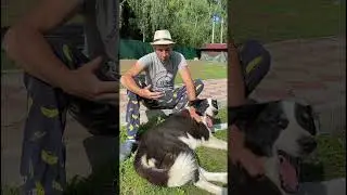 Понюхай мои носки! #деревня #nature #village #экопродукция #носки #shortvideo #shorts #short